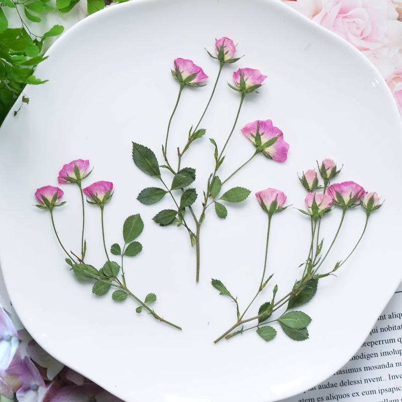 12 Stück, Mini Rosa Gepresste  – Supplies Of Candle Bewertung und Preis